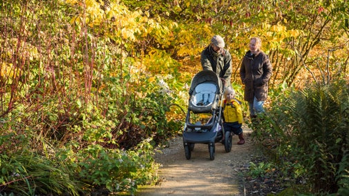 A family with a young child wheel a pushchair along a path between autumn planted borders